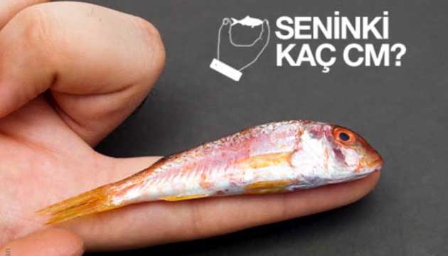 20 Cm