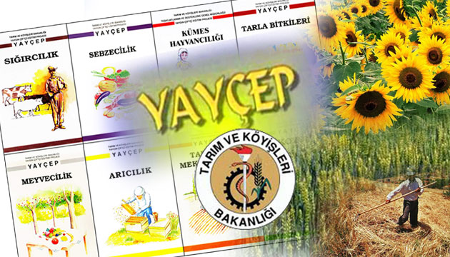 YAYEP