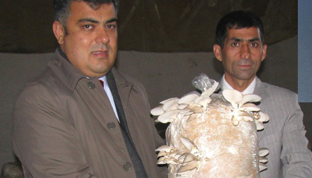 Erelide retilmeye balanan stiridye Mantar