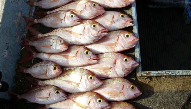 Saros