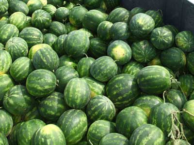 Karpuz reticisinin mutlu hasad