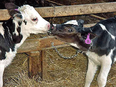 holstein