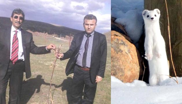 kar faresi meyve fidan