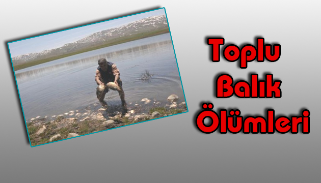 toplu balk lmleri