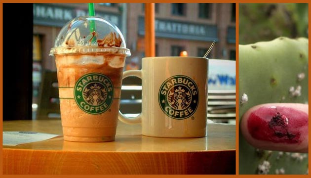 starbucks