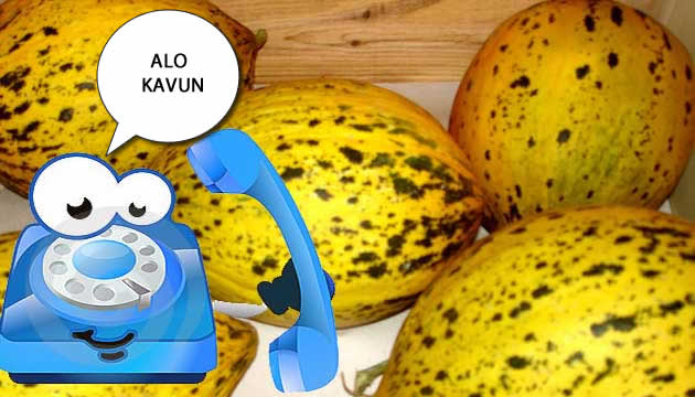 Alo Kavun