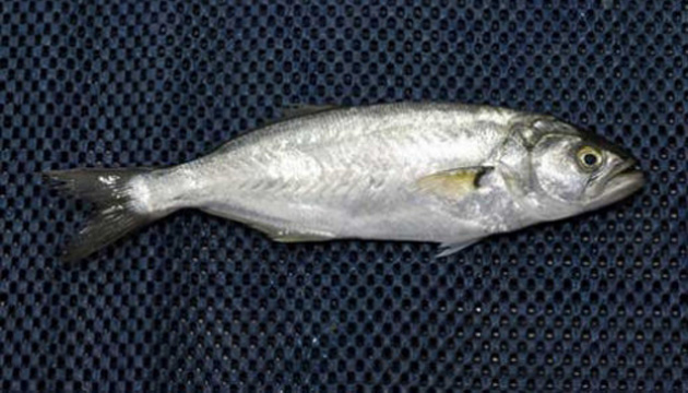 inekop