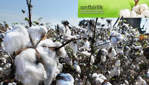Antbirlik, ktl pamuk alm fiyatn 2 liraya kard