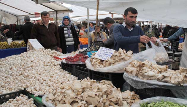 stiridye mantarna ilgi artt, kltr mantarn zor gnler bekliyor