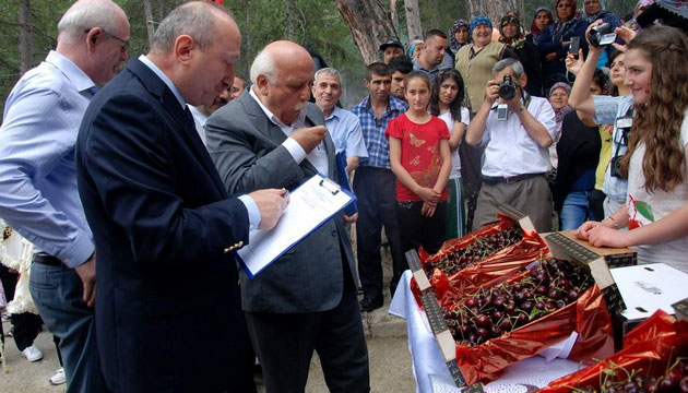 Mihalk Kiraz Festivali Yapld