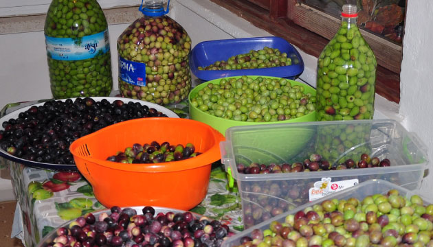 zeytin