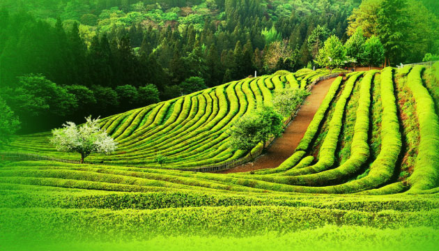 rize solucan gübresi