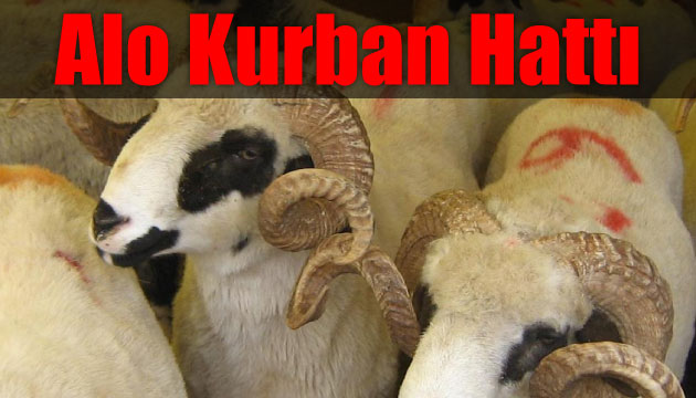 alo kurban hatt