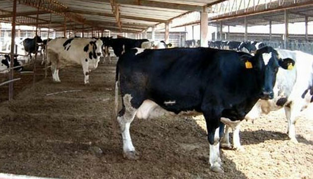 nel, sadece pekmez retiminde deil hayvanclk sektrnde de adlarn duyurmak iin altklarn ifade etti.  