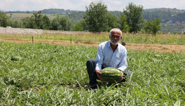Zonguldakn aycuma ilesinde, Eyp Korkmaz adl ifti tarlasnda karpuz yetitiriyor. 