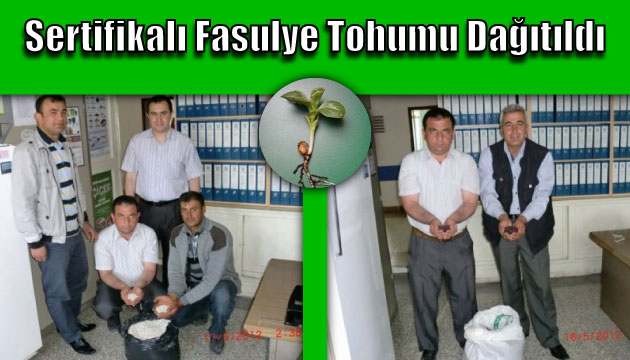 gedizde Fasulye Tohumu Datld