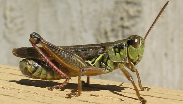 ekirge
