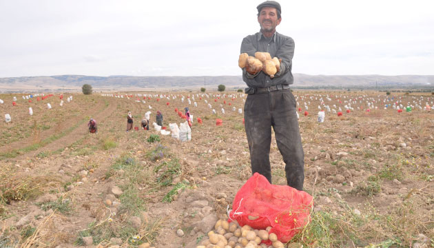 patates hasat