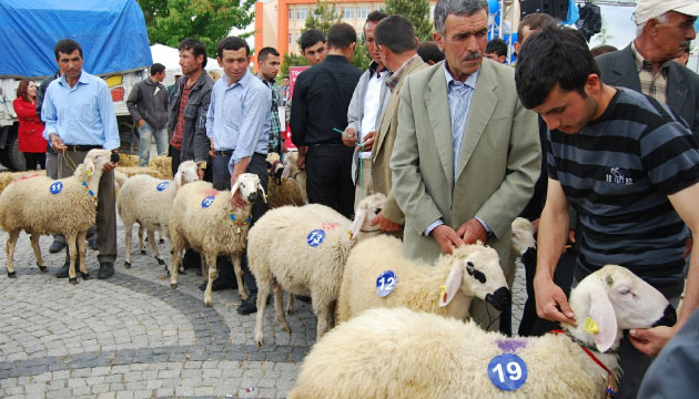Karamann en gzel kuzusu, sahibine yarm altn kazandrd