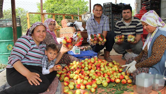 rt alt nektarinde ilk hasat yapld