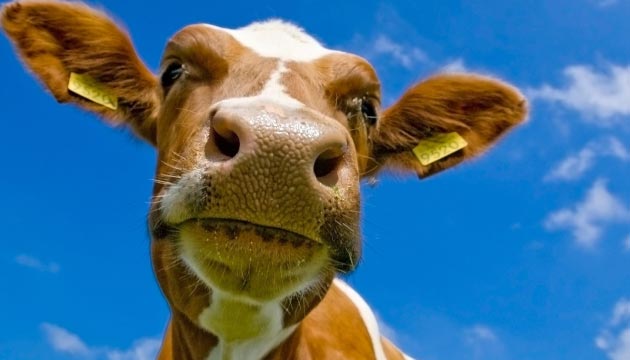 cow