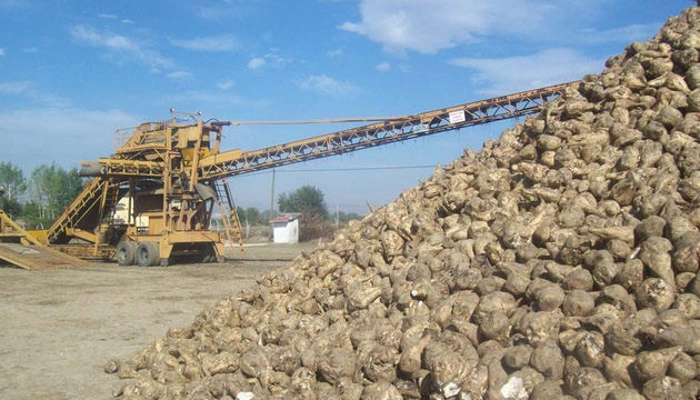 Pancar reticisi, Fiyat Bekliyor, pancar, eker pancar