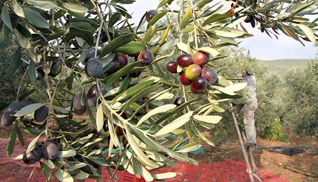 zeytin toplama