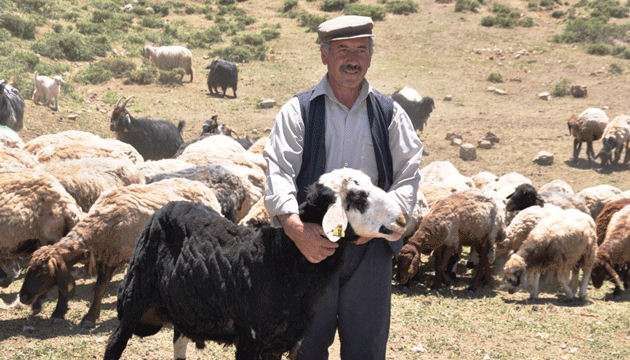 hayvanclk ve mera