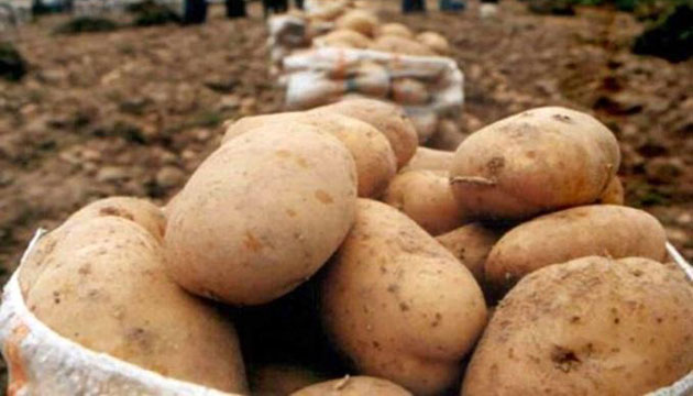 patates 2