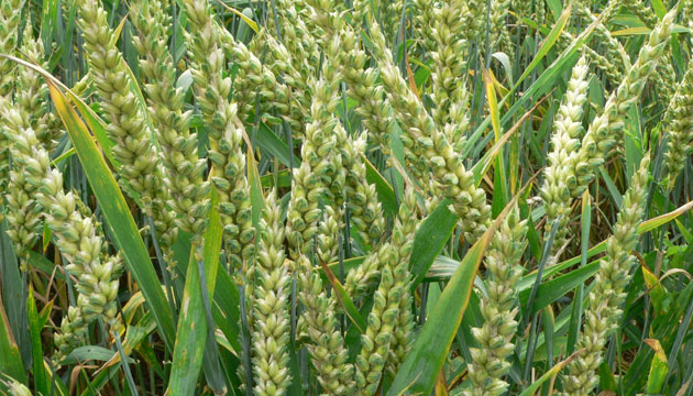 Durum-Buday