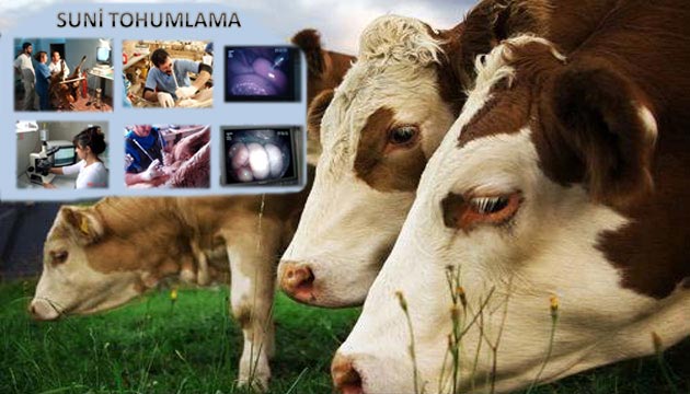 suni-Tohumlama