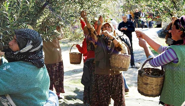 Zeytin reticisi Skntlarn Anlatt