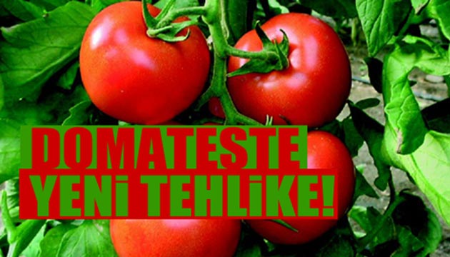 Domateste yeni tehlike