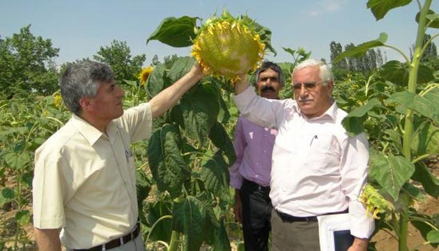 ayieinden iyi verim