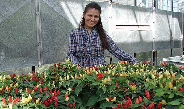Tohum artk 20 deil, 2 ylda slah ediliyor 