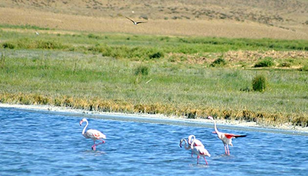 flamingo