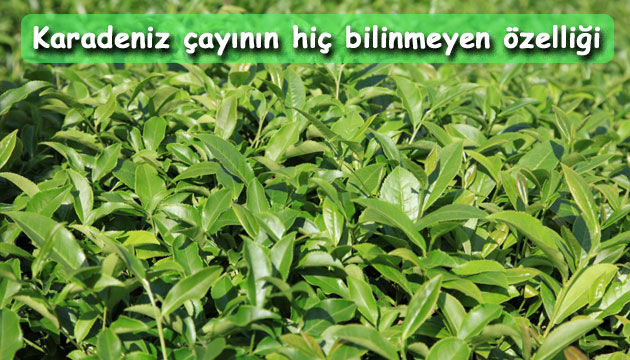 Karadeniz ay