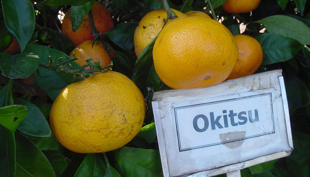 Okitsu Mandalina