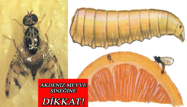 Akdeniz Meyve Sinei