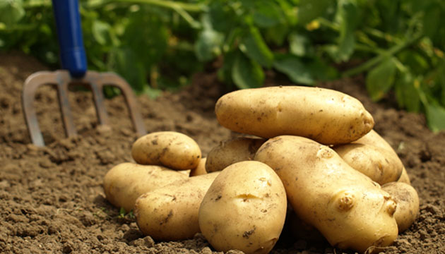 Patates