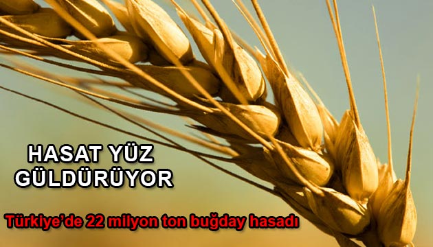 Buday Hasat