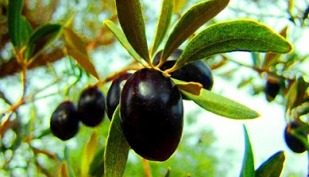 zeytin30