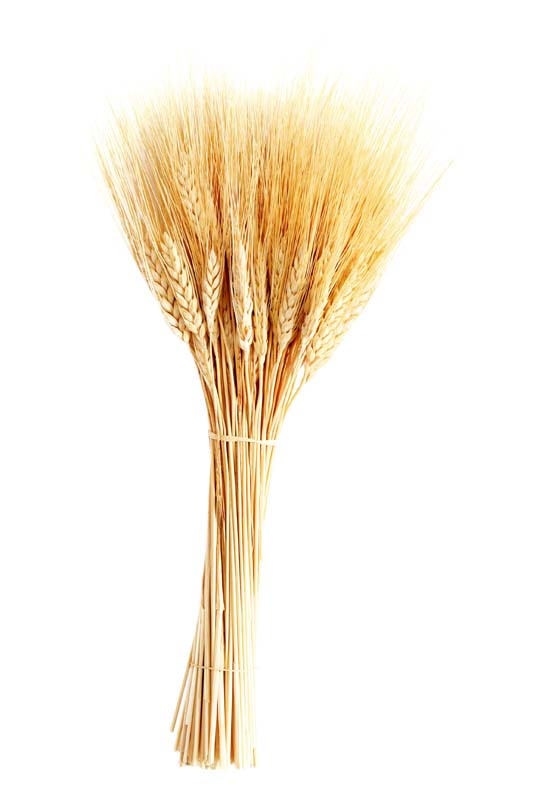 Resmi Bytmek in Tklaynz