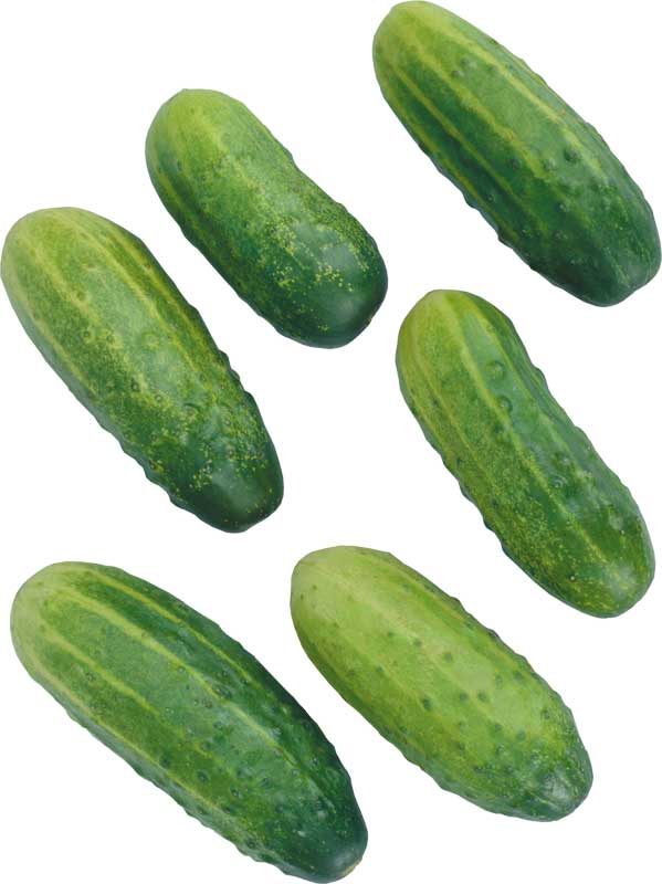 Resmi Bytmek in Tklaynz