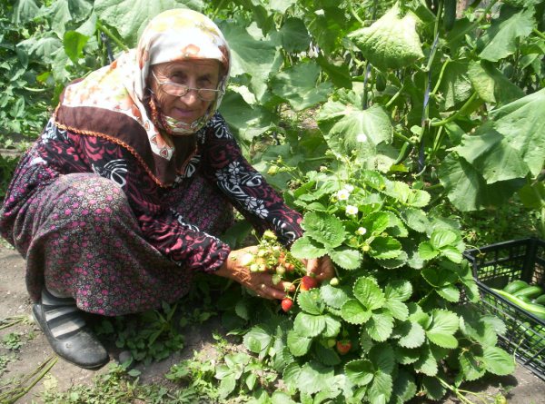 Resmi Bytmek in Tklaynz