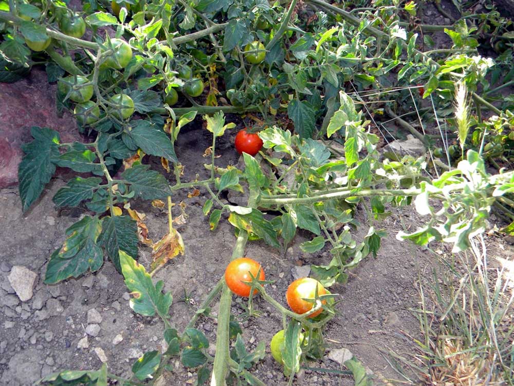 Resmi Bytmek in Tklaynz