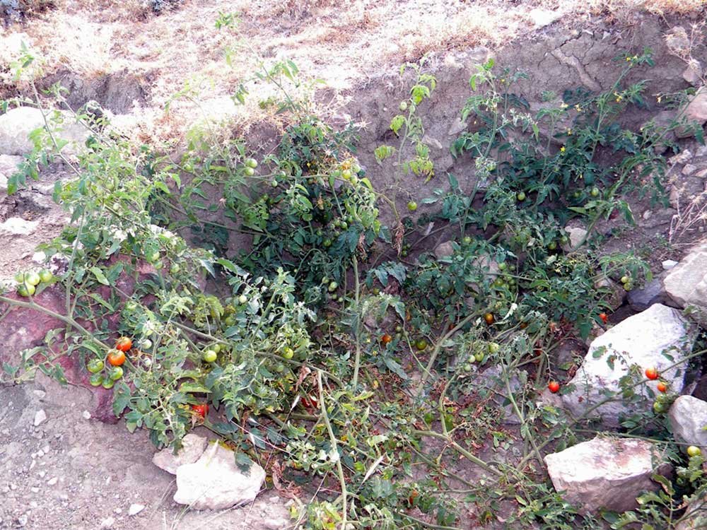 Resmi Bytmek in Tklaynz