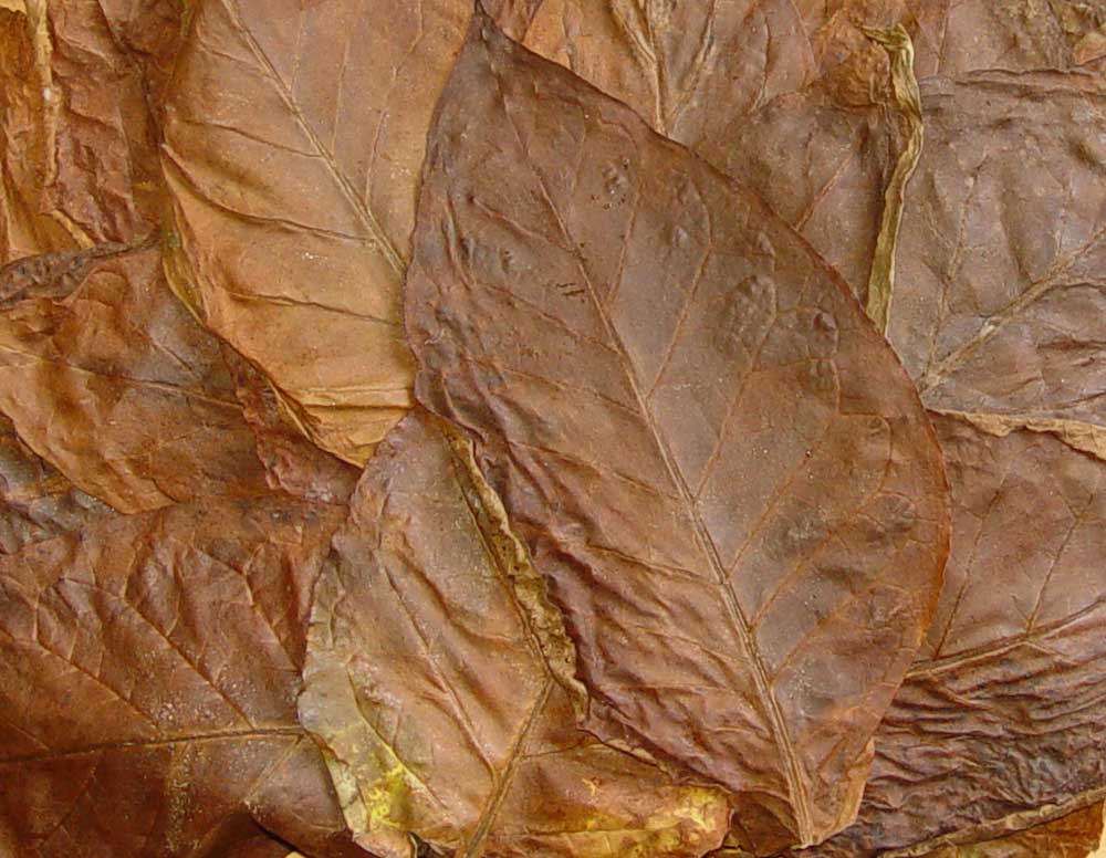 Resmi Bytmek in Tklaynz