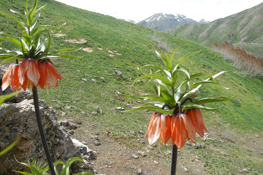 Resmi Bytmek in Tklaynz