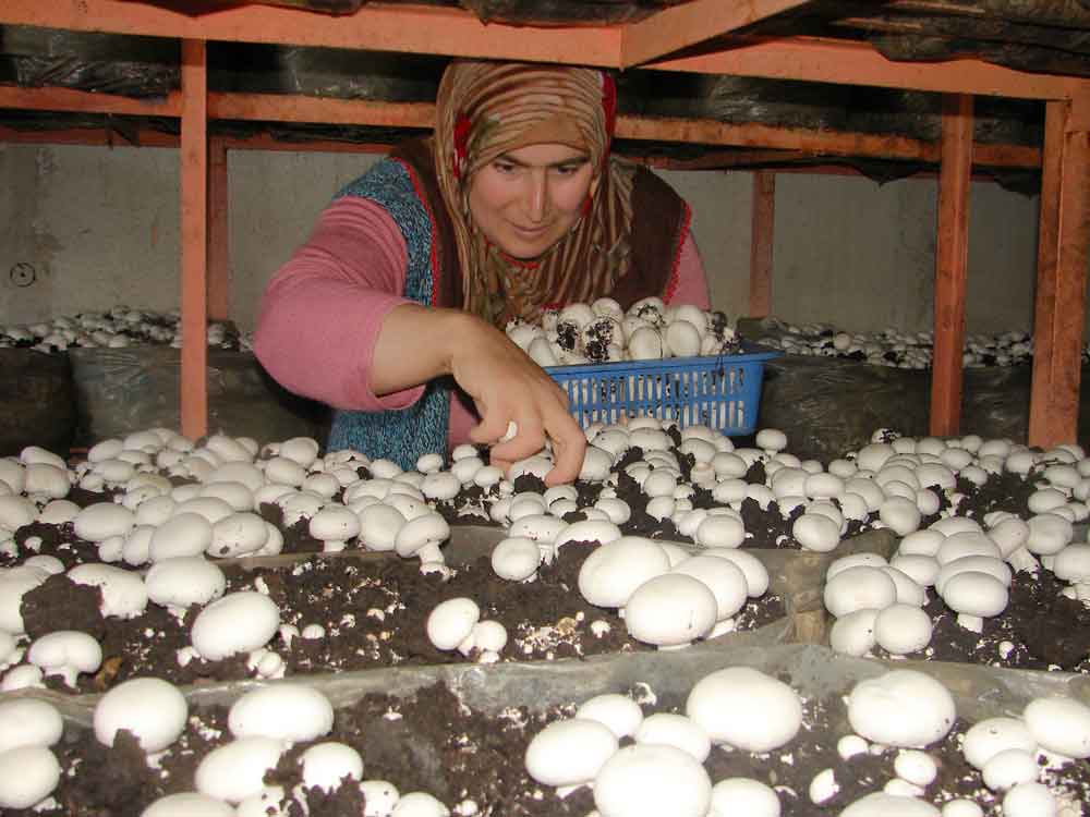 Resmi Bytmek in Tklaynz
